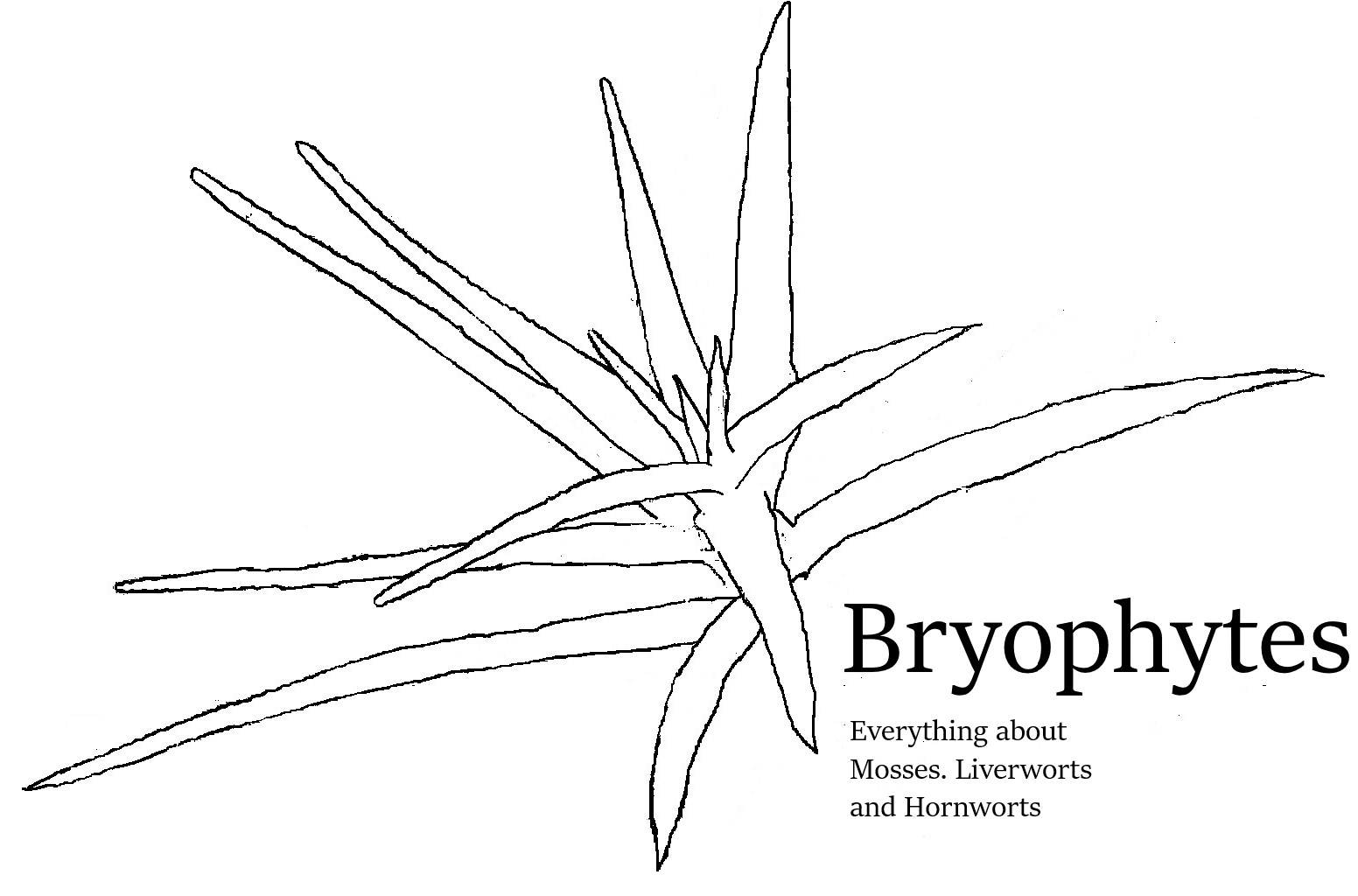 Bryophytes